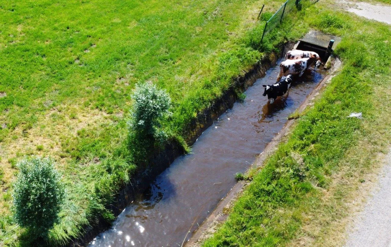 koeien te water water 3