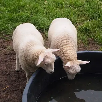 lambs 745294 340