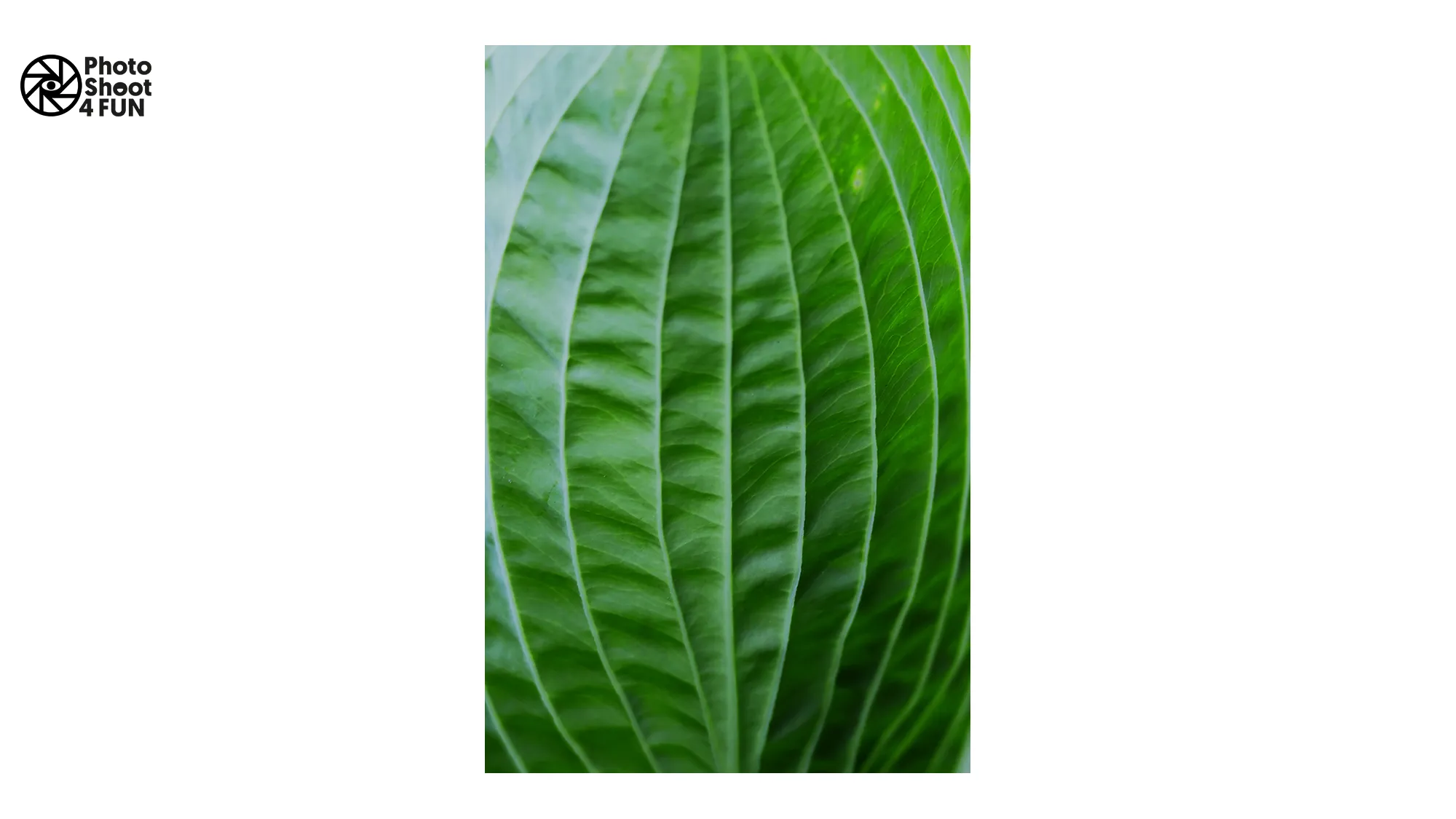 maandfoto hn nieuwsbericht kees megens