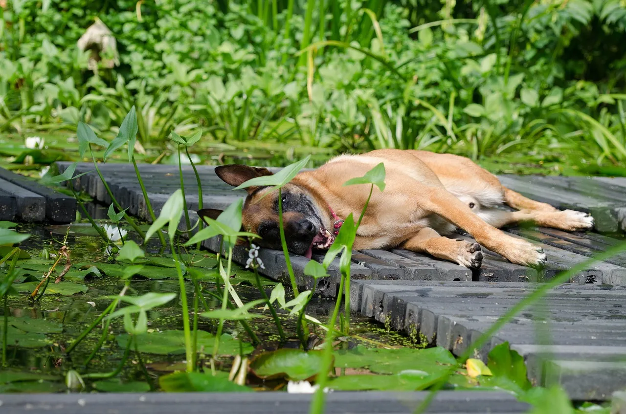 malinois 662776 1280