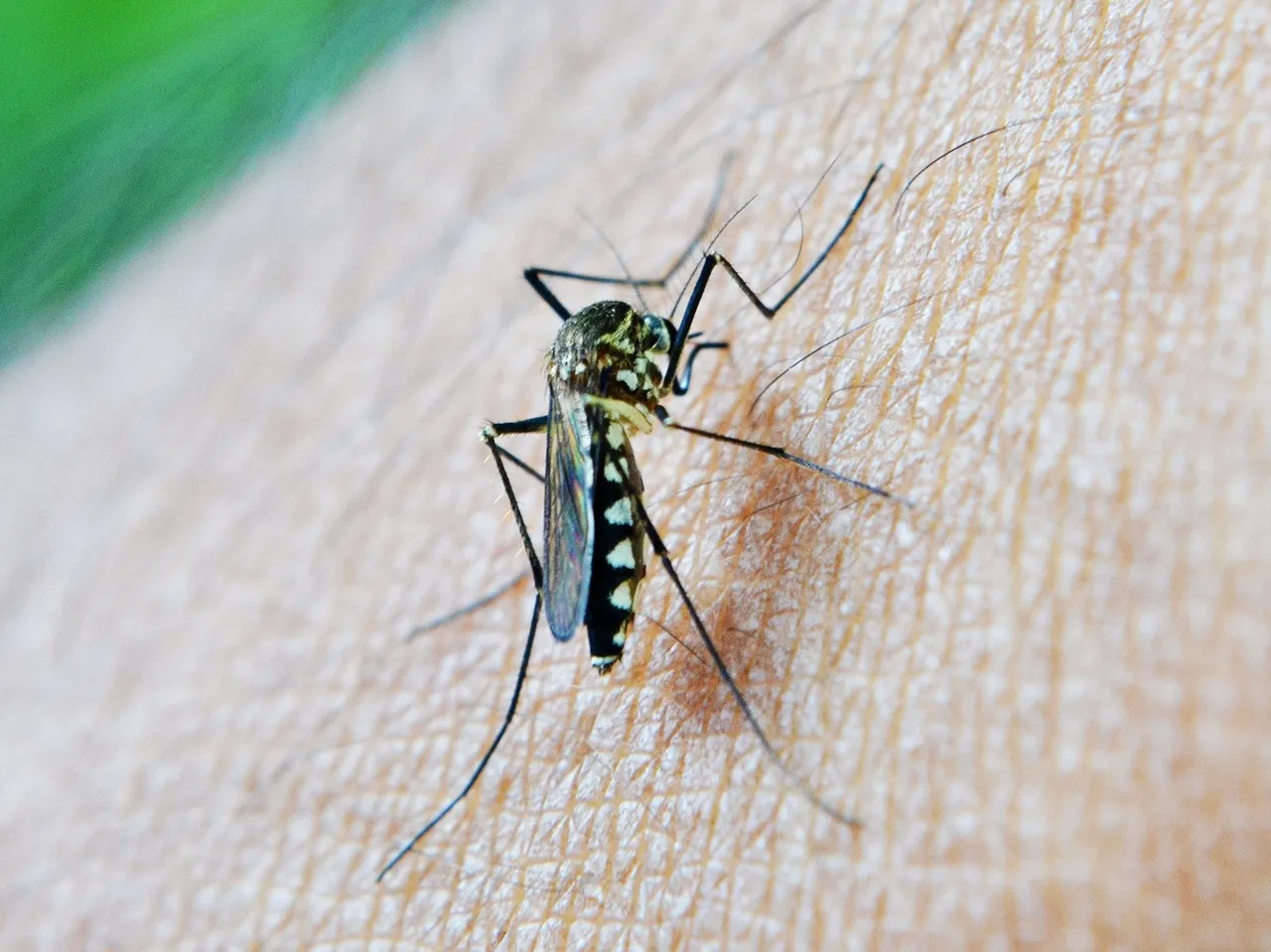 mosquito 213806 1280