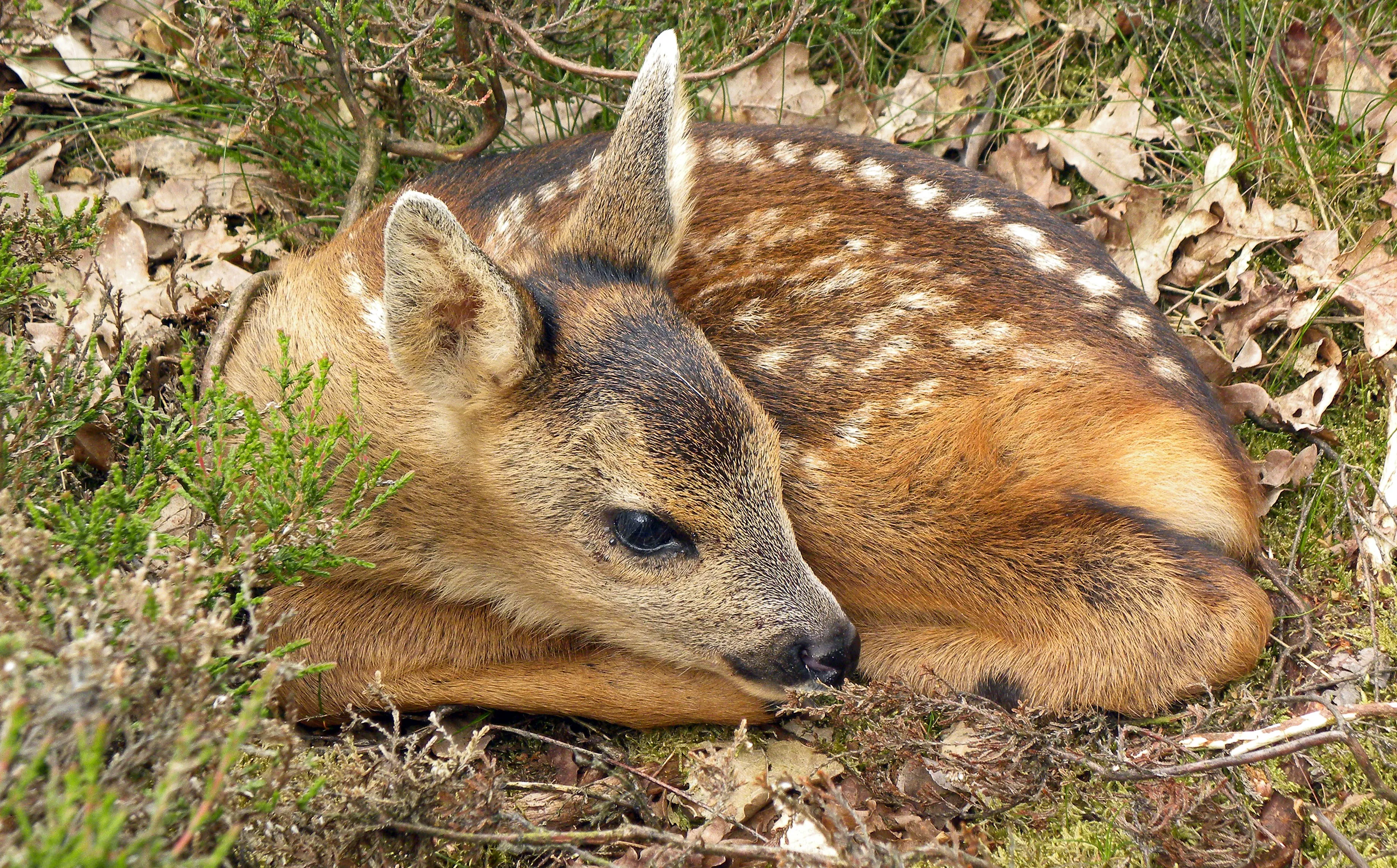 natuurmonumenten ben walet nmrg23974