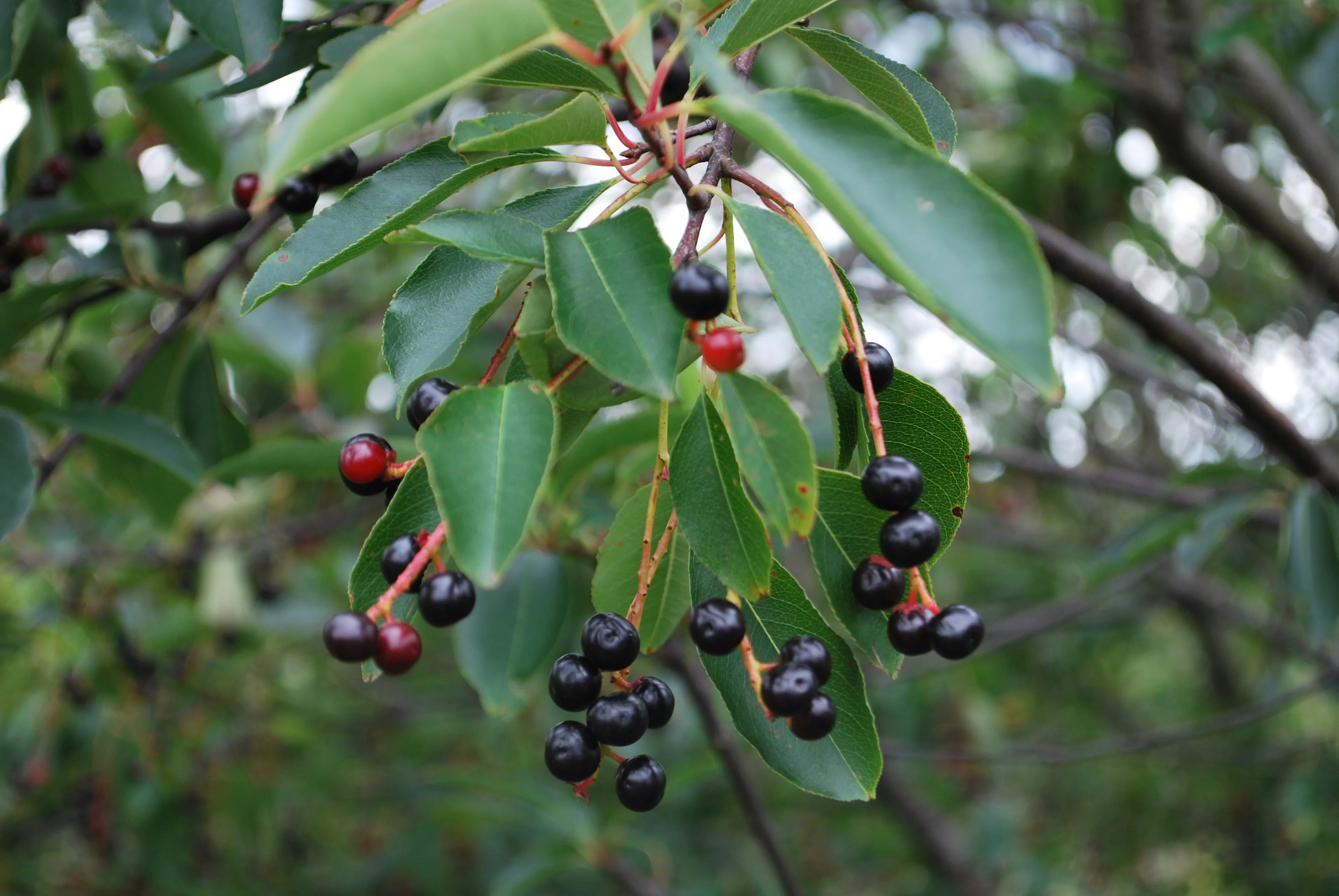 natuurmonumenten kees joustra nmrg16064