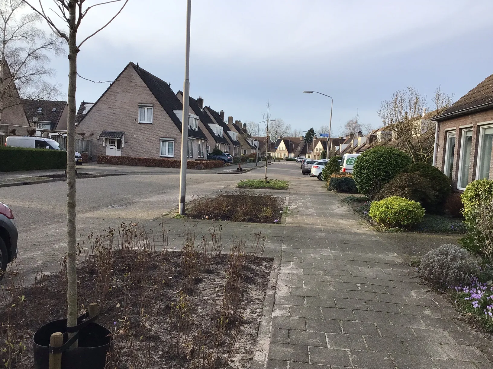 newtonlaan jonge aanplant