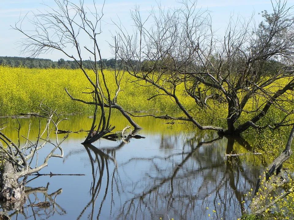 oostvaardersplassen 1493312 960 720