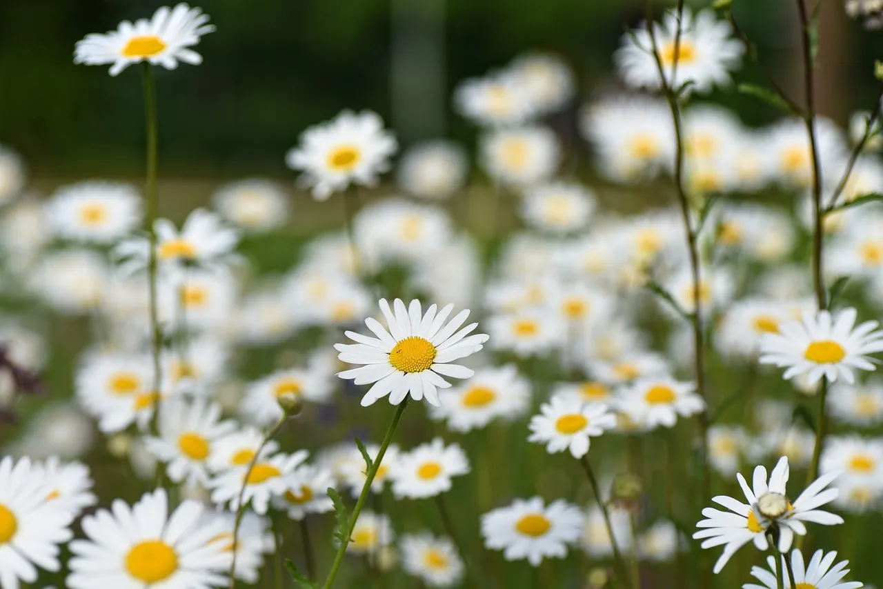 ox eye daisy 3425426 1280