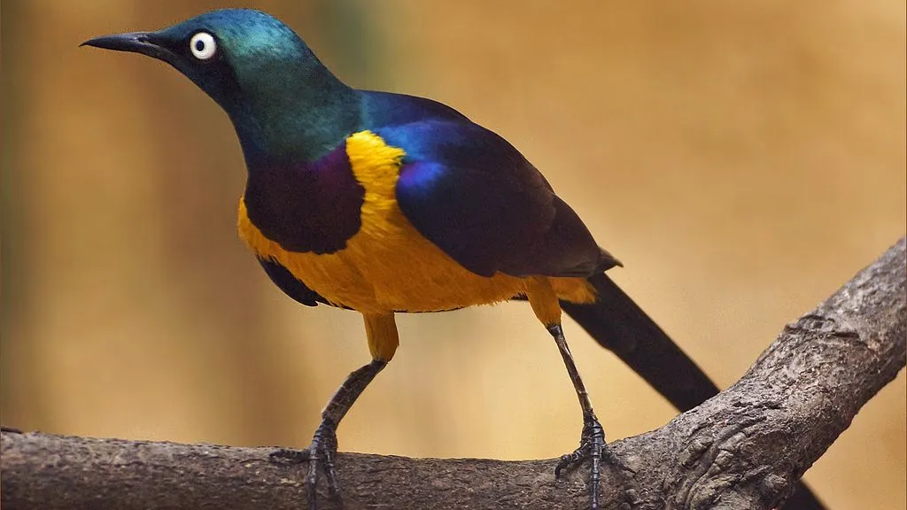 oyqk1yzbu9ngnkt8dlewg6awf 8740405927b05c3cceafb