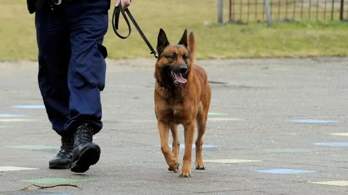 politiehond