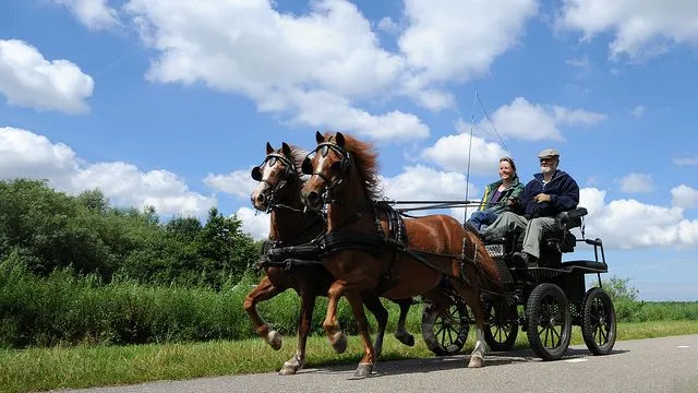 pzitoe2bcg3gq3f9dsbrmvd6w hd140705paarden