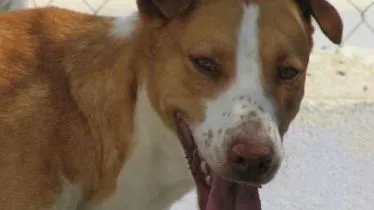 r950ovvhh61t6jfp3v0zl1psf yoep1a