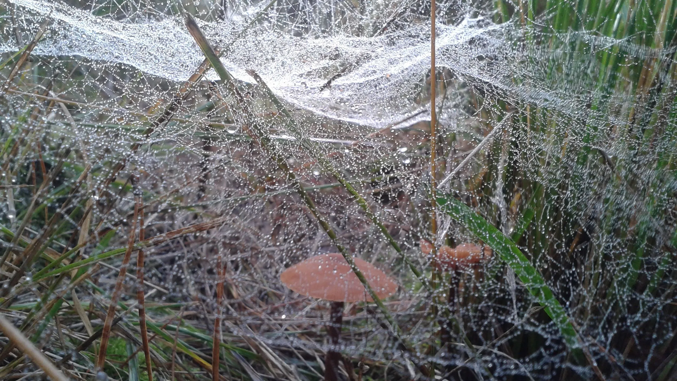 rg6py6qciyybytc4rrjvopxf7 ww140922 herfstplaatje