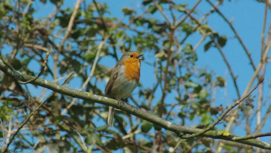 roodborst zingend 915x518