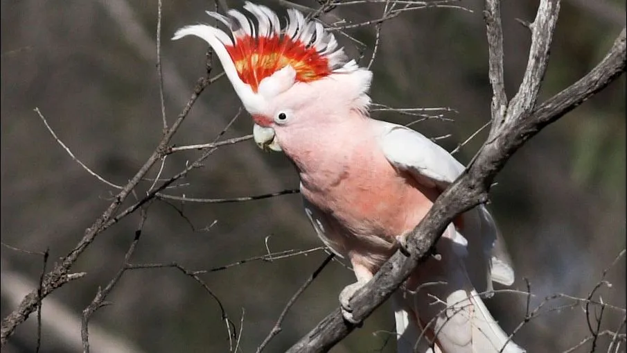 s0zn6rscz7qunb7z2ptbc3lrn incakaketoe