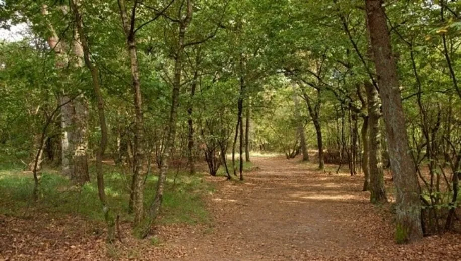 seniorenschool 915x518 1