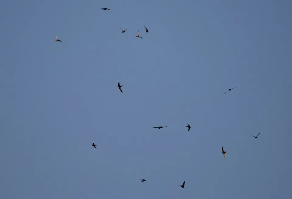 swifts 5241402 960 720