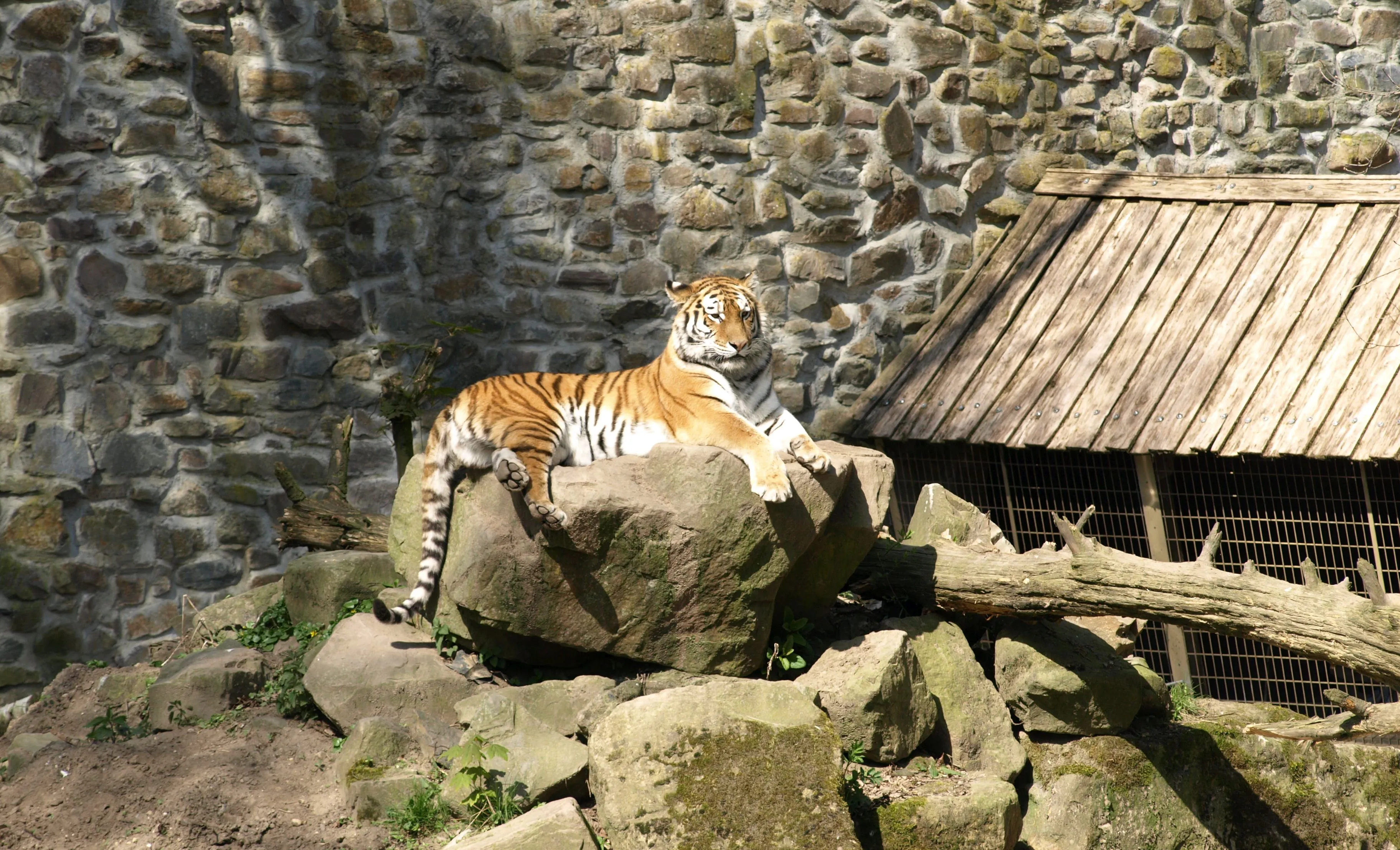 tijger