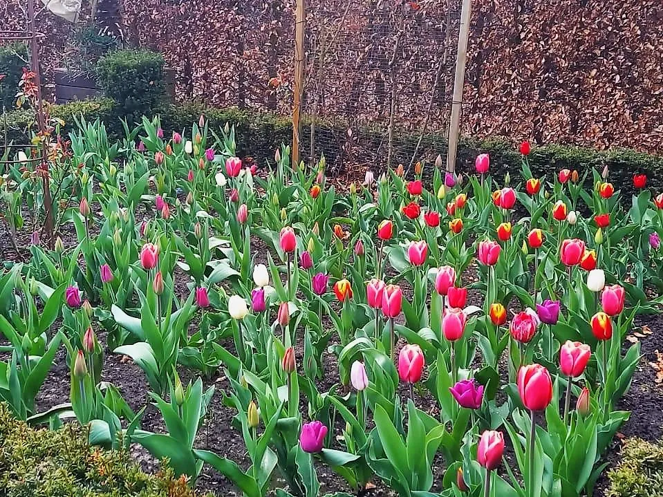 tuin de dwerg drunen