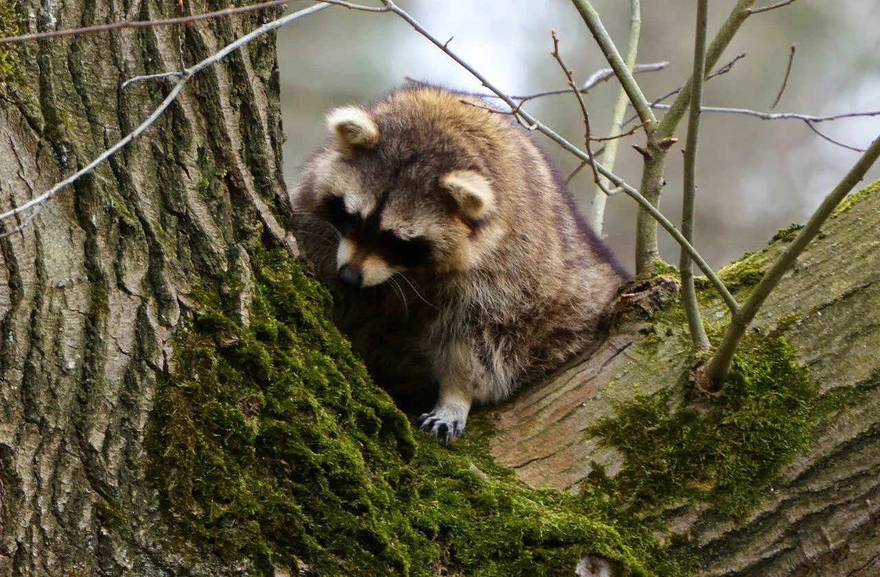 wasbeer vught dag twee 7