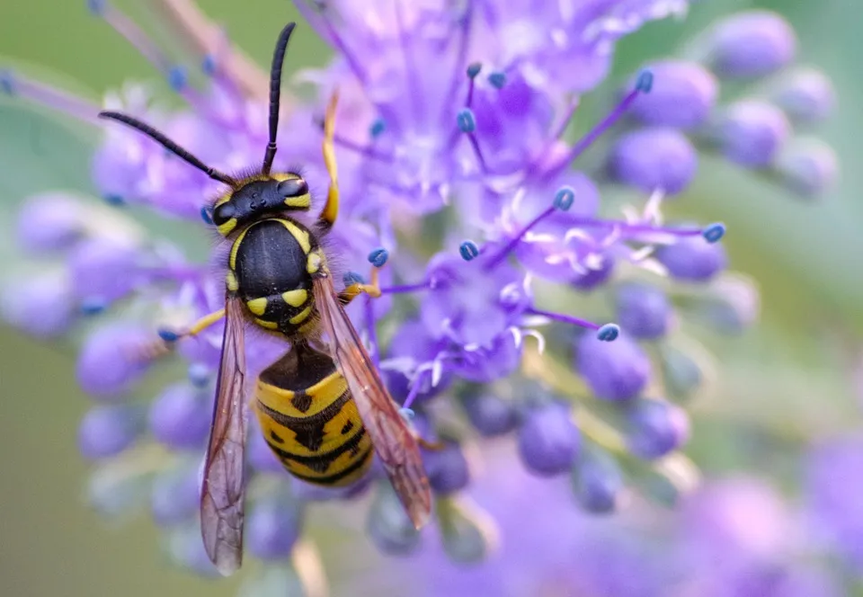 wasp 4443747 960 720
