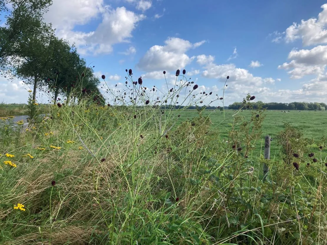 gemeente heusden