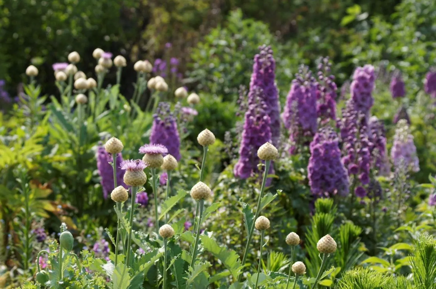 bijzondere vaste planten2