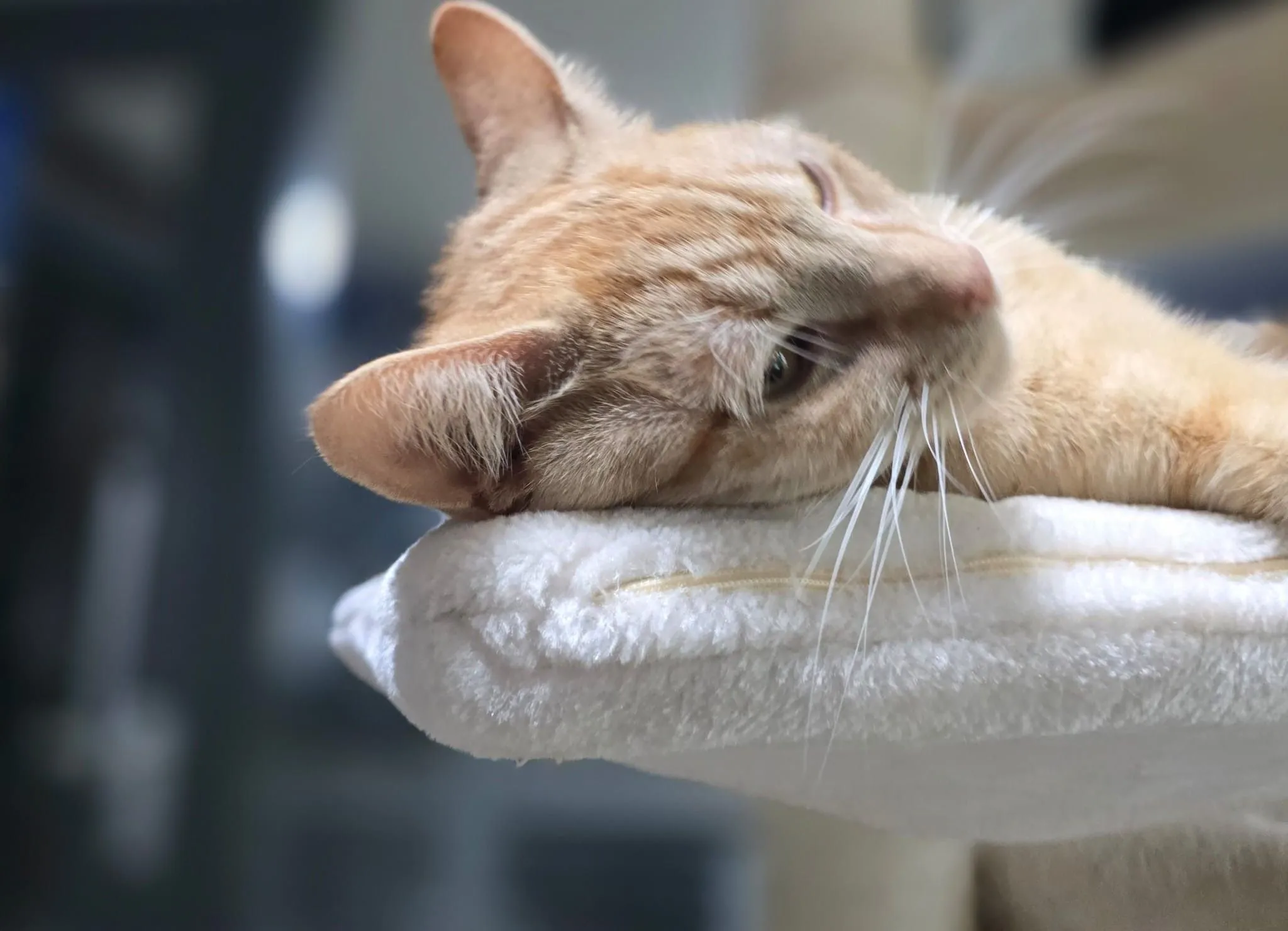 241122 katten