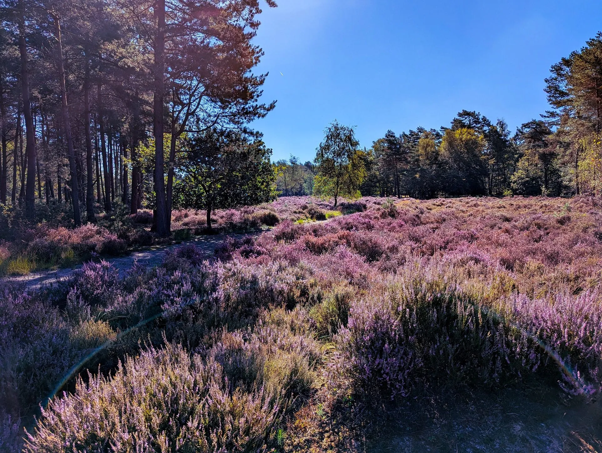 heidecorridor naar kraansvense heide irma de potter