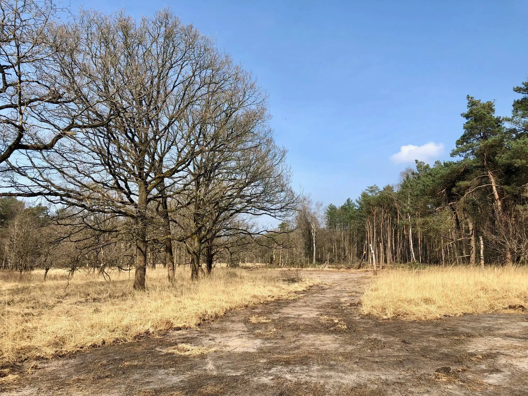 geplagde heideveldjes 24 03 2025