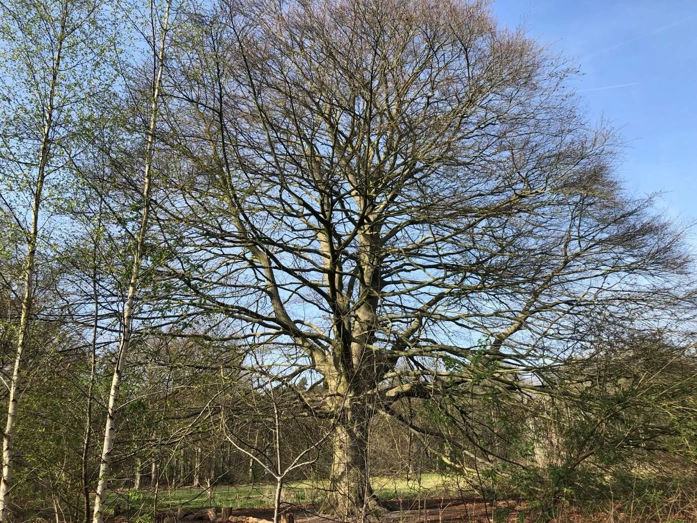 monumentale rode beuk april 2025