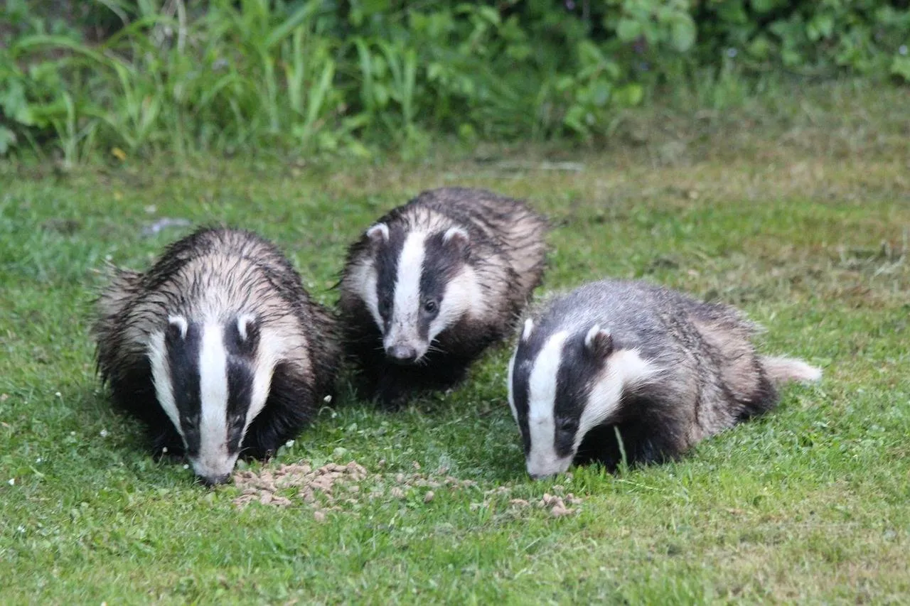 badgers 6307168 1280