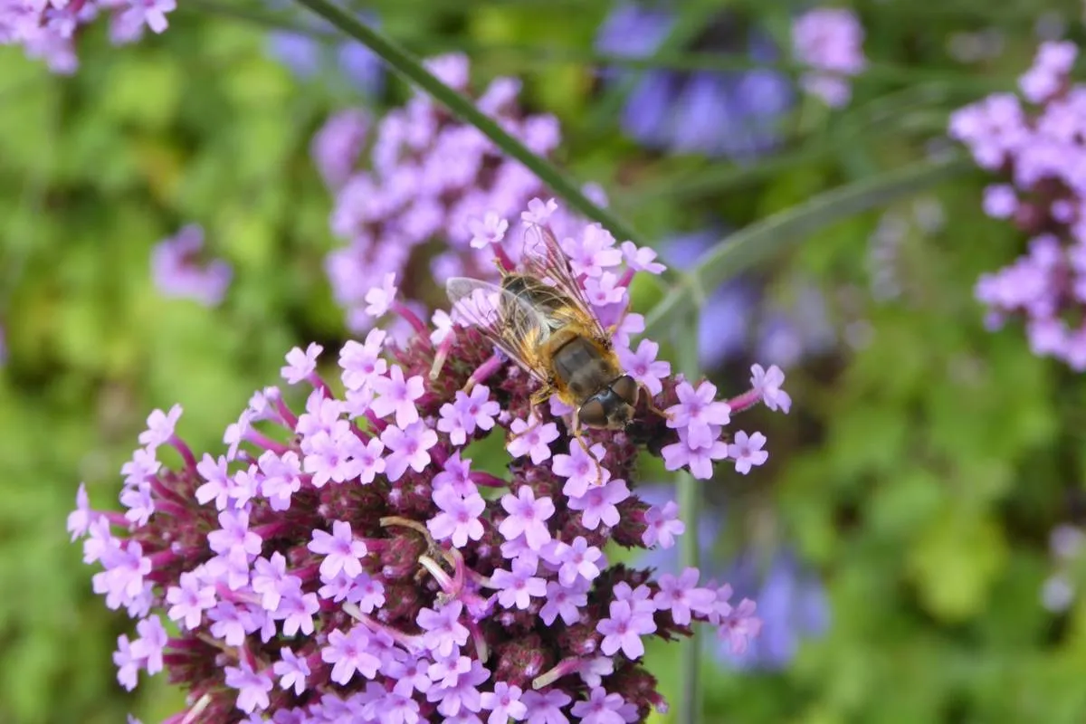 Green-to-Colour-biodiversiteit_insecten-21