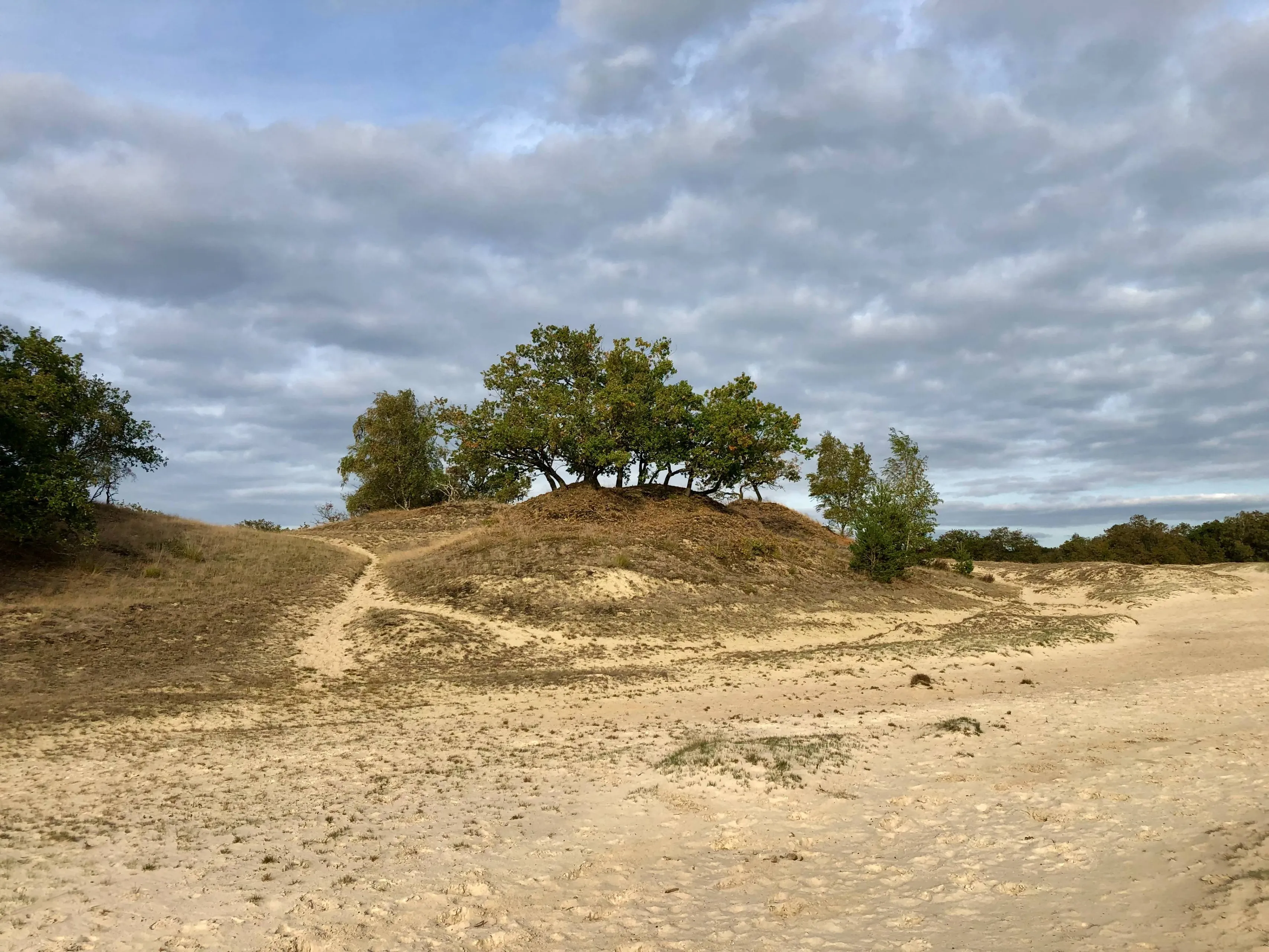 Bomen en stuifzand, oktober 2025