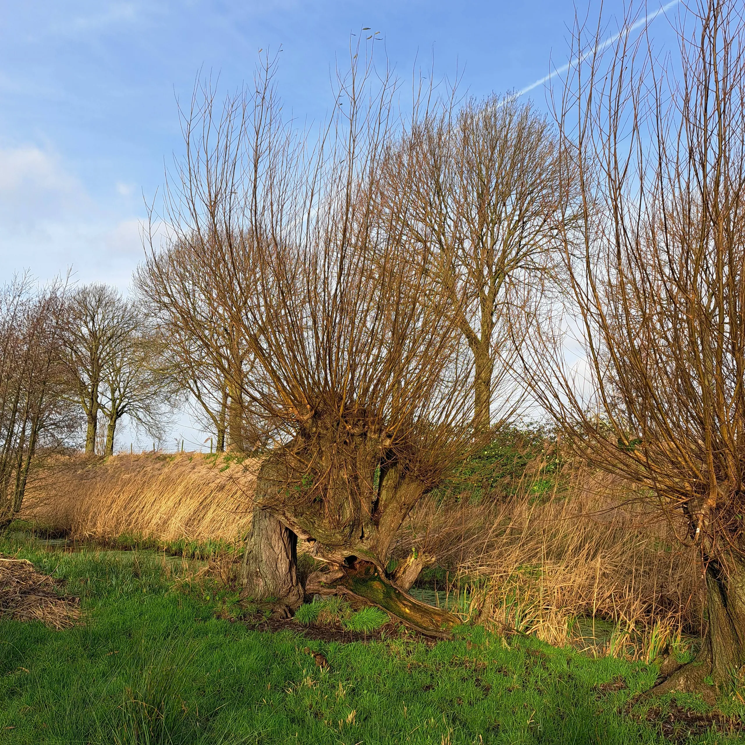 Natuurgebied De Langstraat