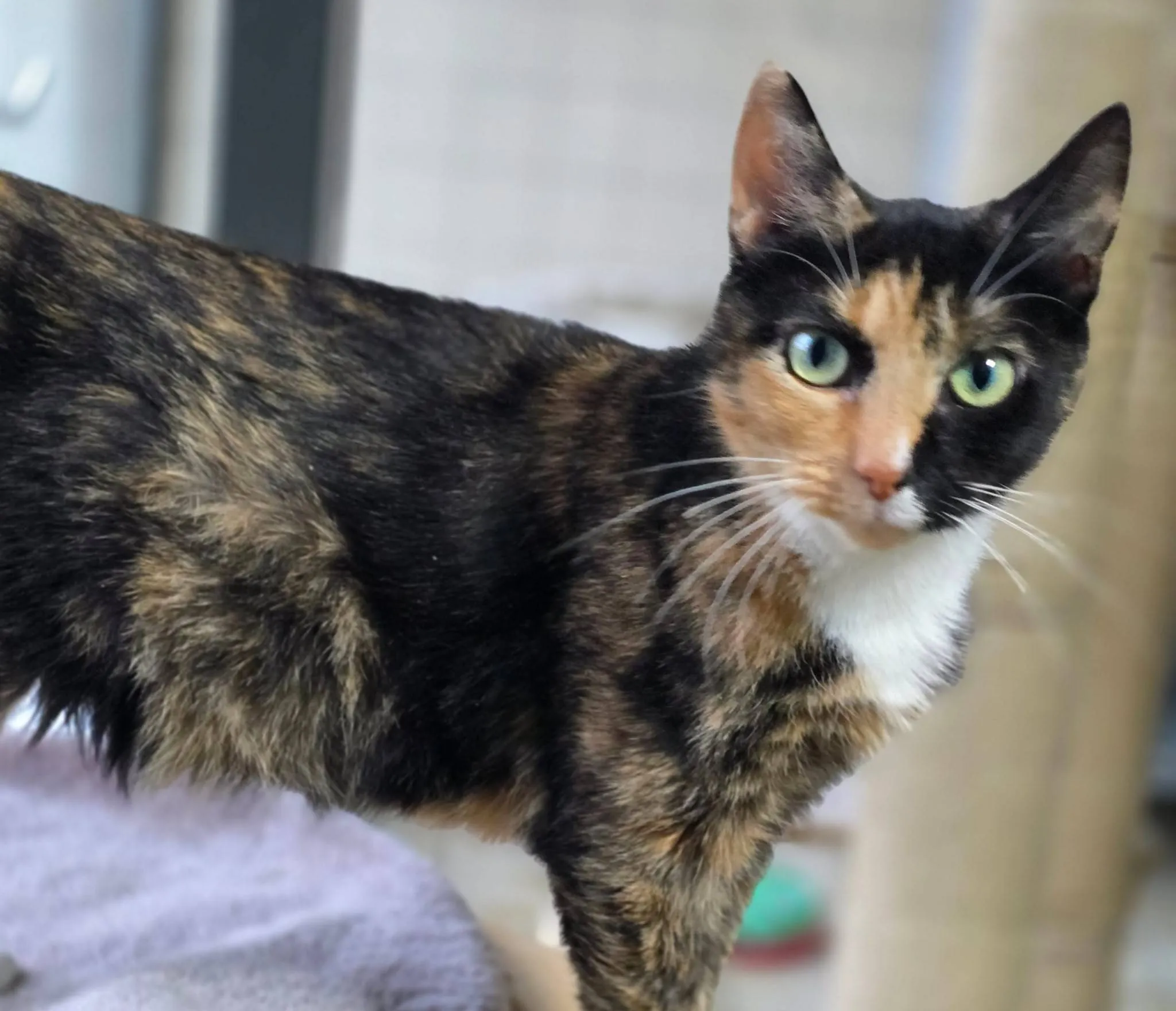 Poes Lindgren asieldier december 2025