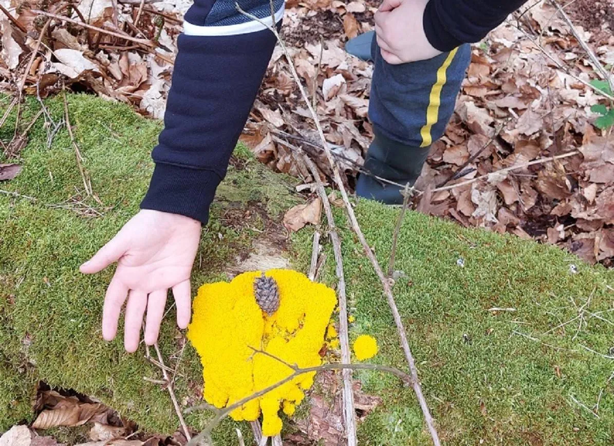 2026-01-25a_Persbericht NMVH_DE NATUURRAKKERS_Kind met plak gele zwam WT