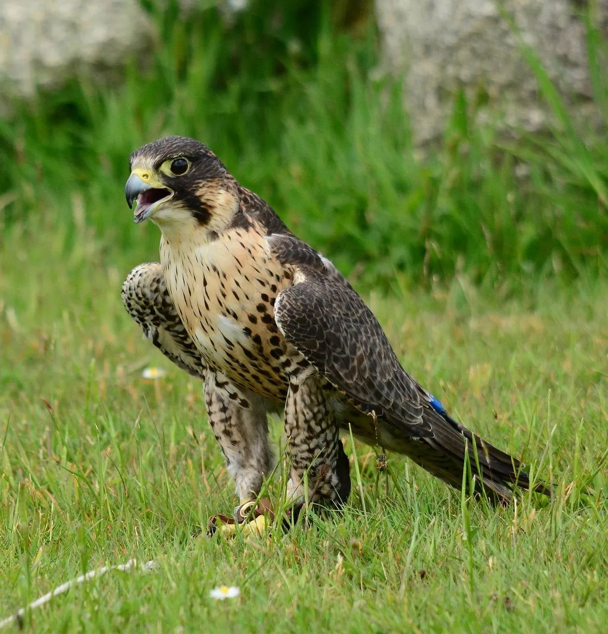 1 2026-02-15b_Persbericht NMVH_Lezing Slechtvalk_snottyboggins-peregrine falcon_pixabay-3439684_1280