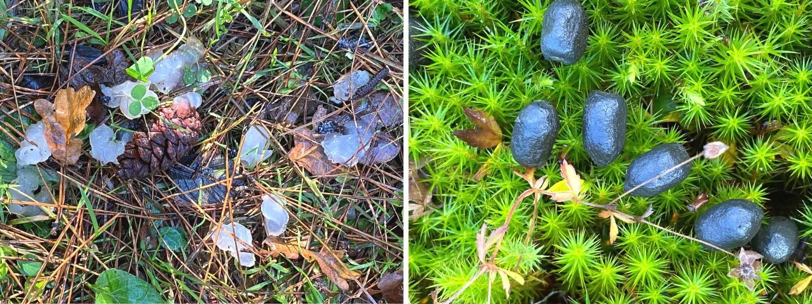 1 2026-02-22_Persbericht NMVH_Natuurrakkers_Speuren naar dierensporen_sterrenschot-en-reeenkeutels