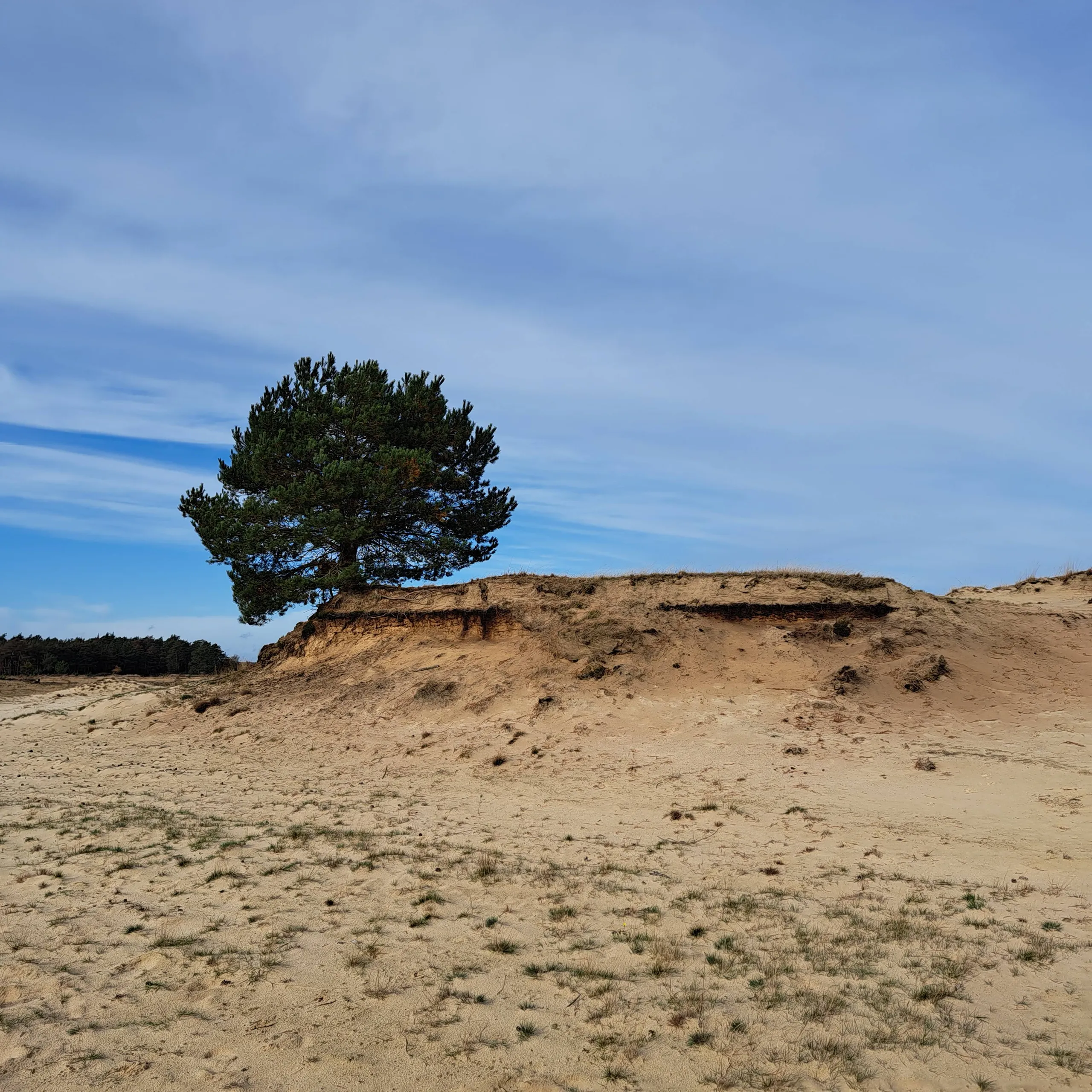 Duin nabij Bosch en Duin