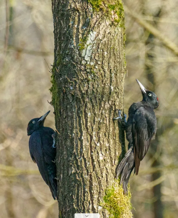 2 2026-03-22bb_Persbericht NMVH_Wandeling_Zwarte specht_Foto Wilhelmien Marti