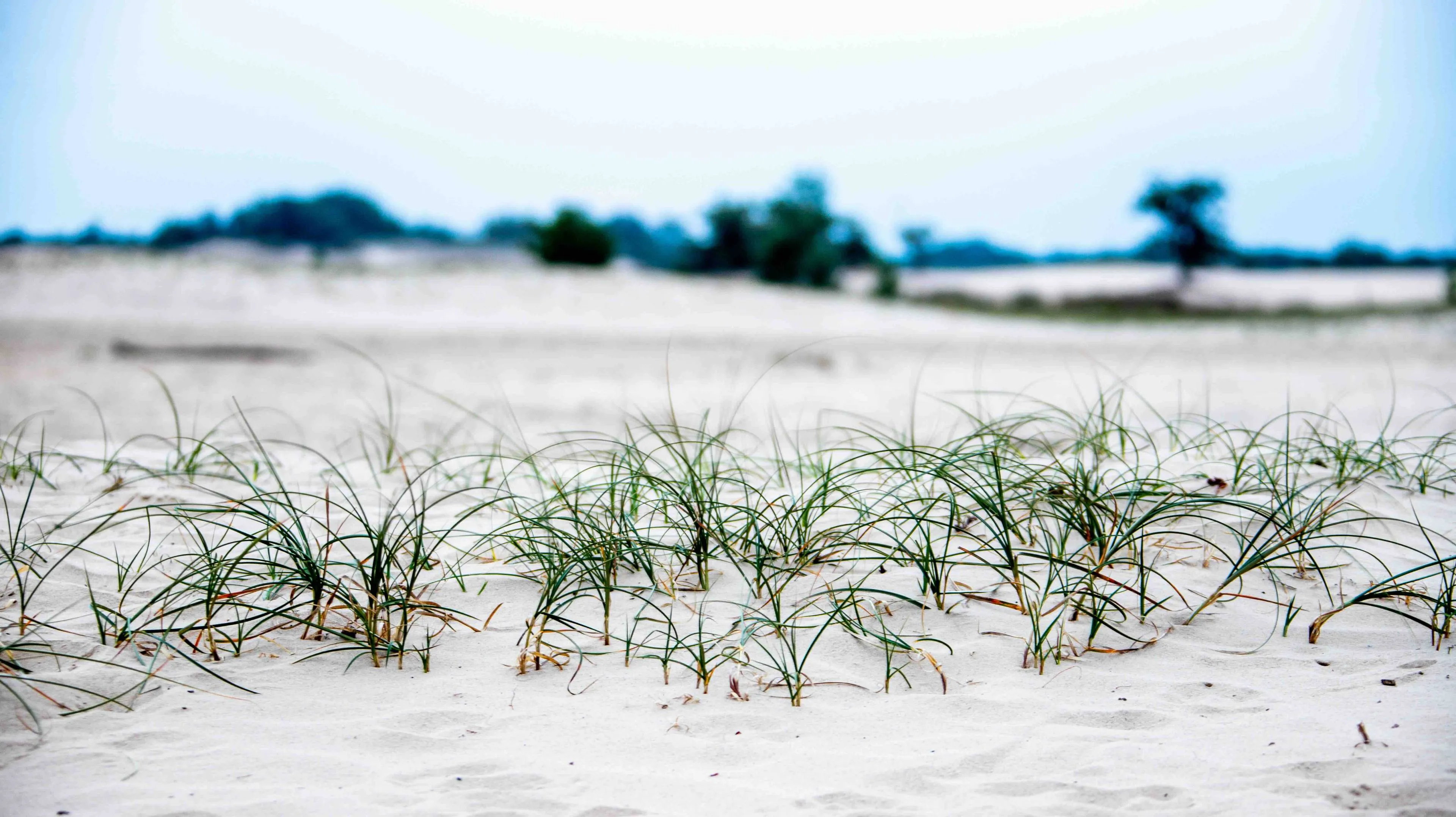 3 2026-04-19a_Persbericht NMVH_Lezing Zand_Zandzegge_foto Ad Hartjes-afb 6.16_LR