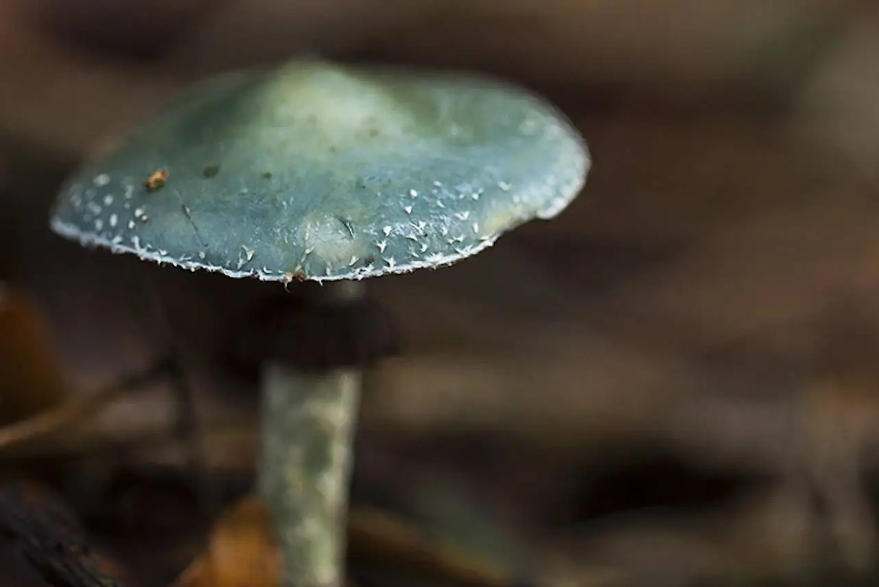 3 2026-09-27a_Persbericht NMVH_Natuurrakkers gaan op zoek naar paddenstoelen en schimmels_Kopergroenzwam_foto Wilhelmien Marti