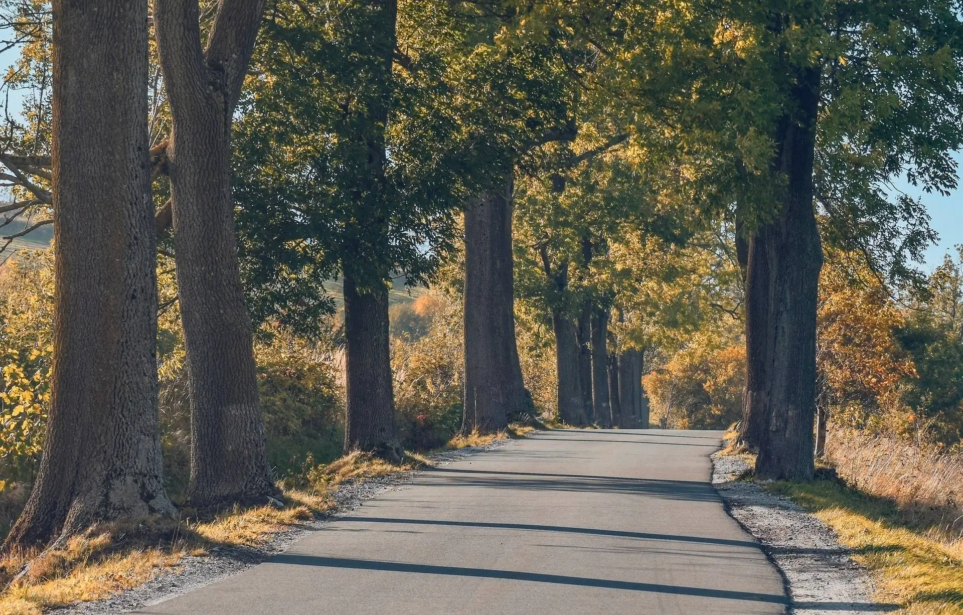 aszak-trees-8485455_1920