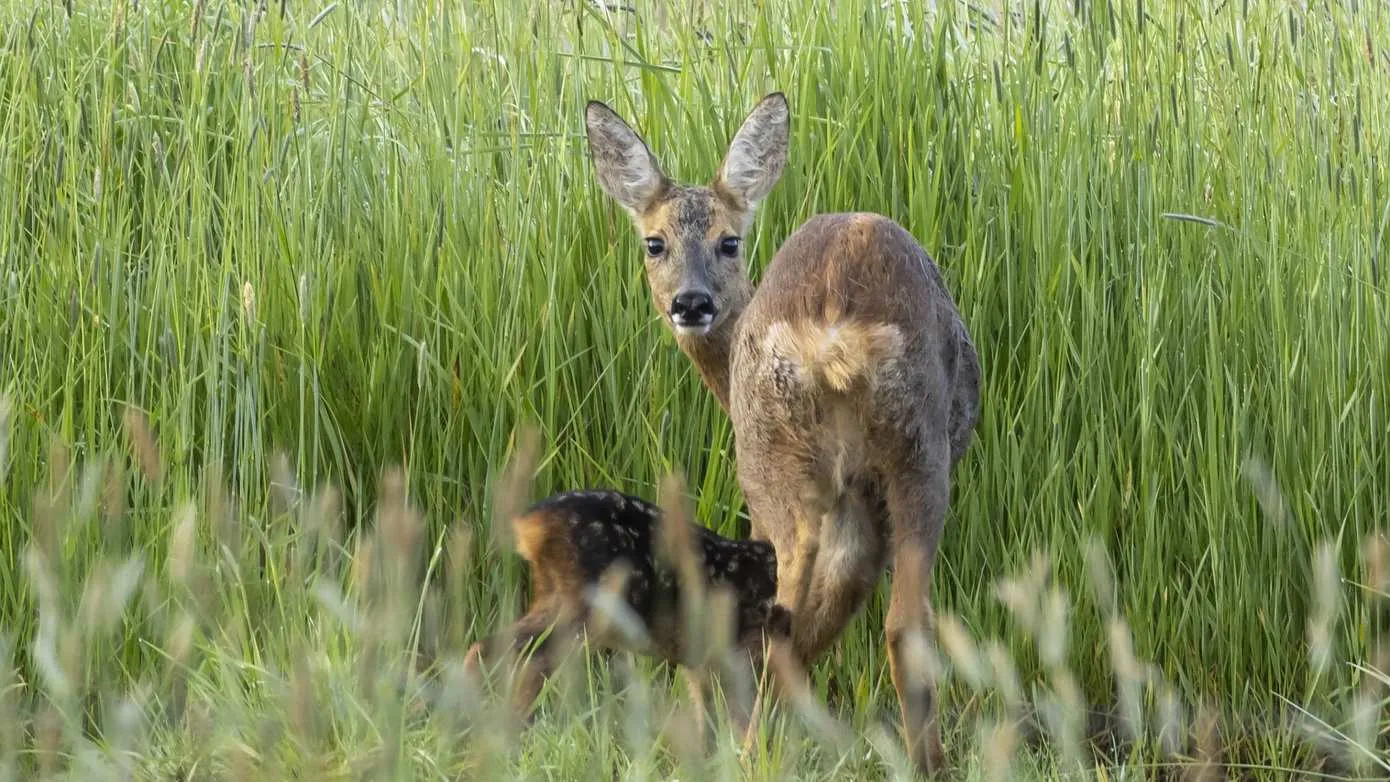 ree met jong foto karla leeftink het drentse landschap 2