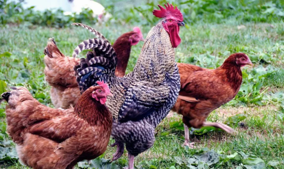 schermafbeelding 2021 10 26 om 130342