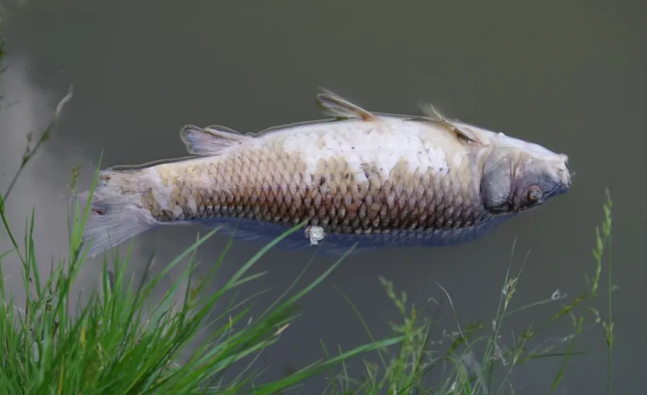 schermafbeelding 2022 09 09 om 112446