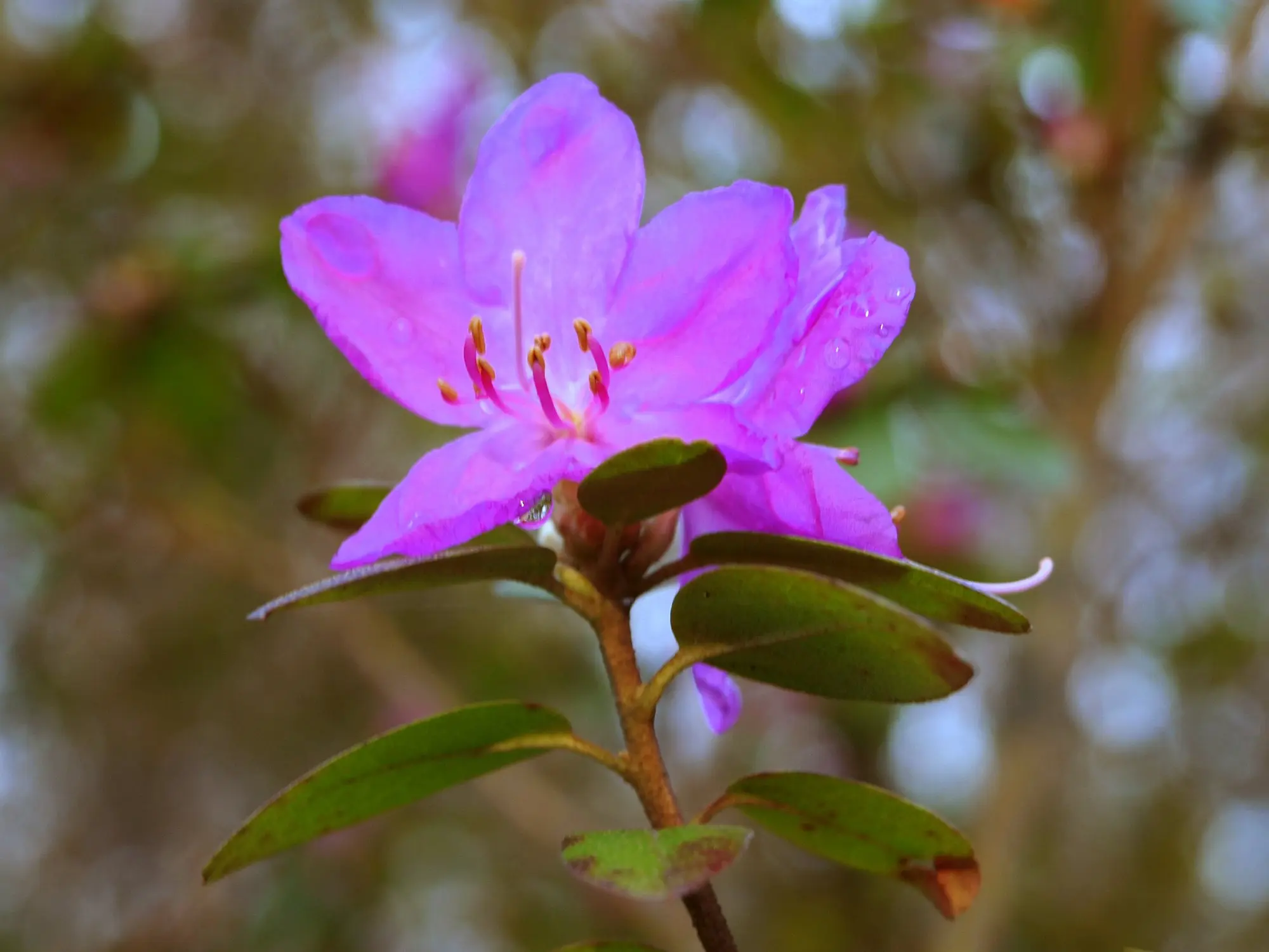 1 p3266089