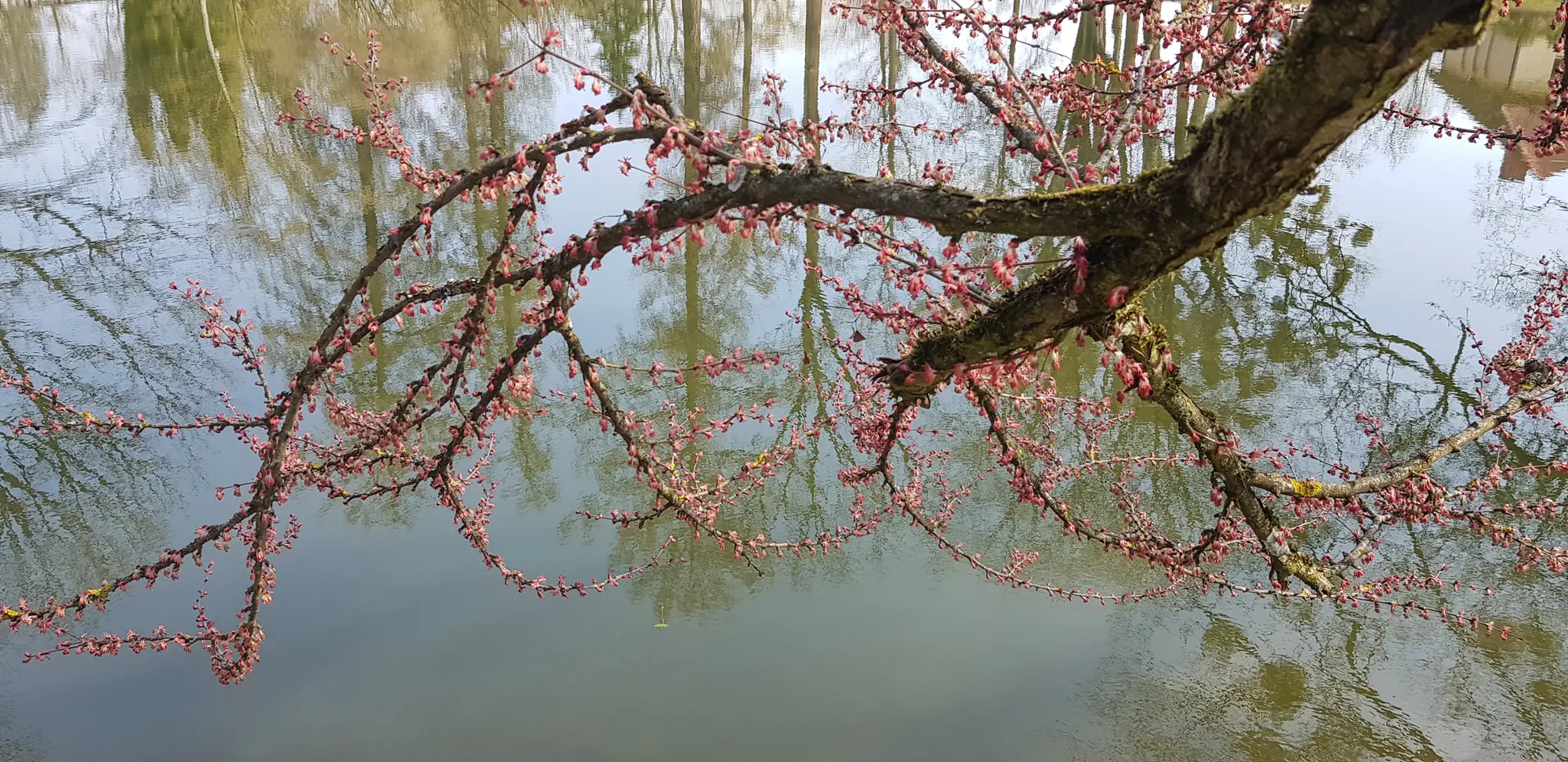 2019 04 08 japoninis puomedis 2