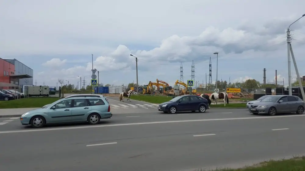 arkliai 01