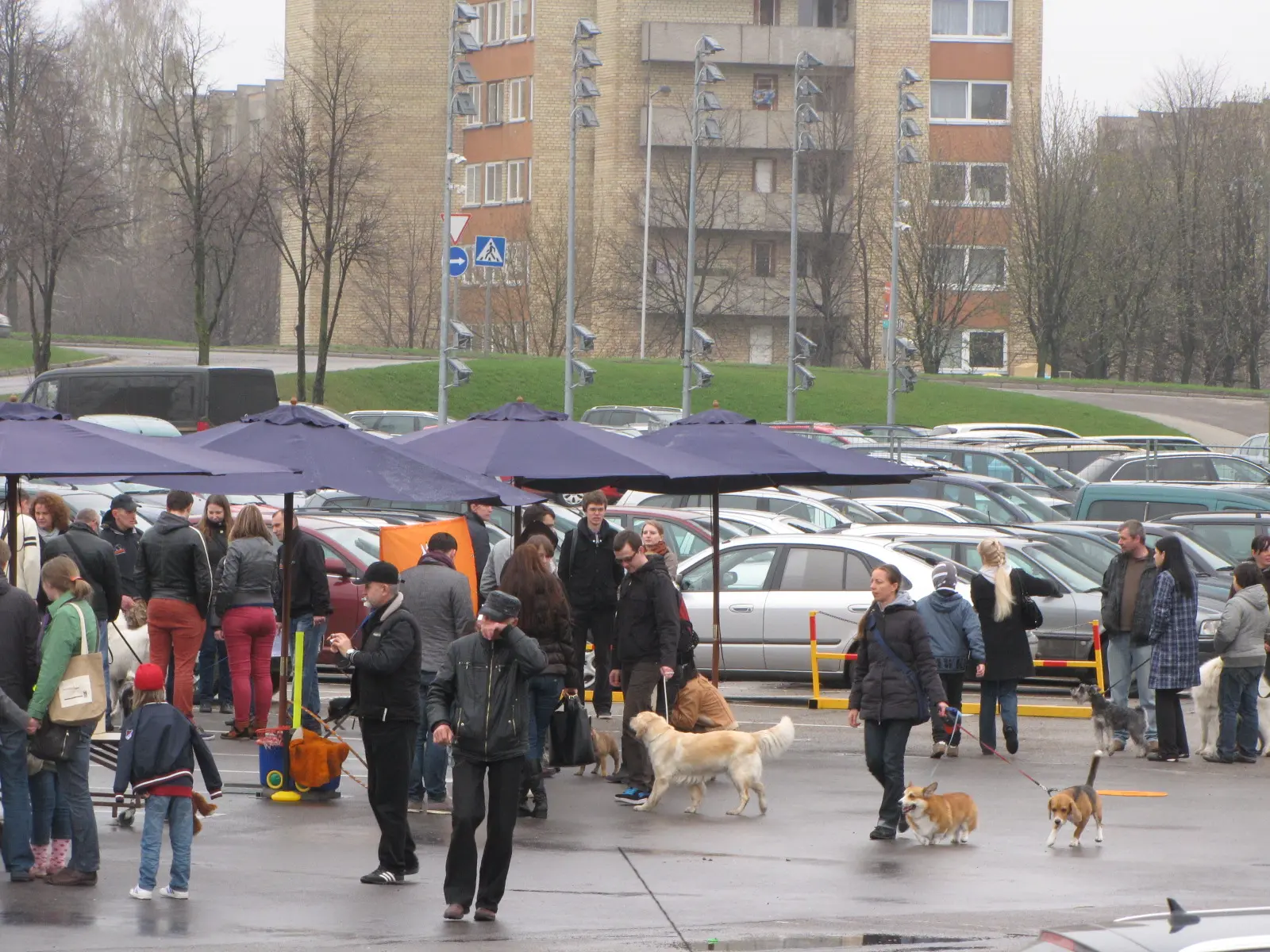 atrask savo augintini urmas 23