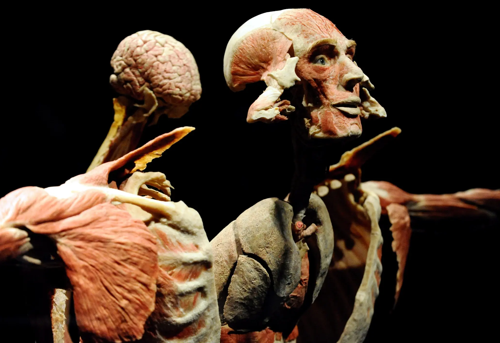 body worlds vital eksponatas